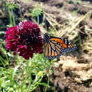 Meet your Posher, Brenda